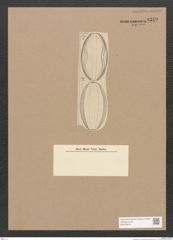 Diatomeae indet. Zeichnungen Sammlung Grunow Nr. 3319 (NHMW-BOT-W0370818)
